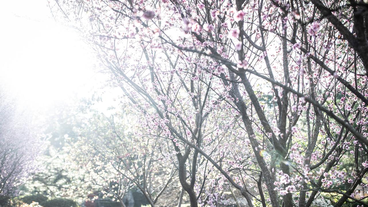 Sunlight floods the botanic gardens. Picture: Christian Gilles