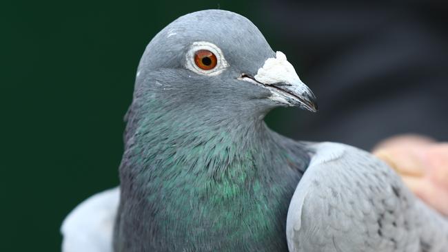 Two pigeons were in custody today, Indian police said, after they were discovered in Indian territory in suspicious circumstances