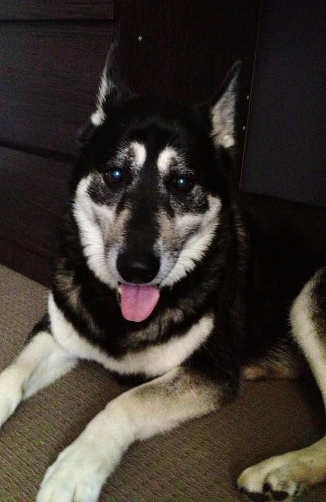 A Husky X German Shepherd is also missing. Pic: Melissa Melrose
