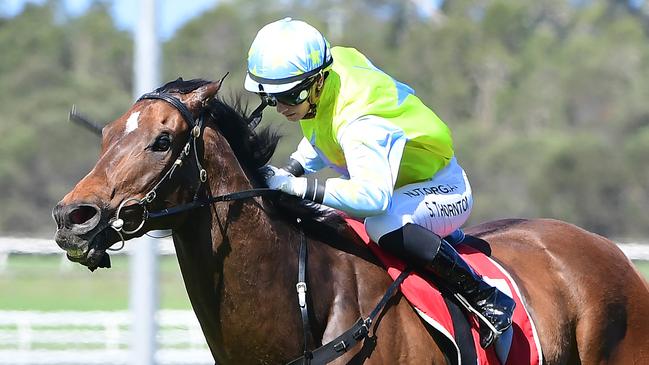 Totally Charmed can finish in front of stablemate Shooting For Gold again. Picture: Trackside Photography