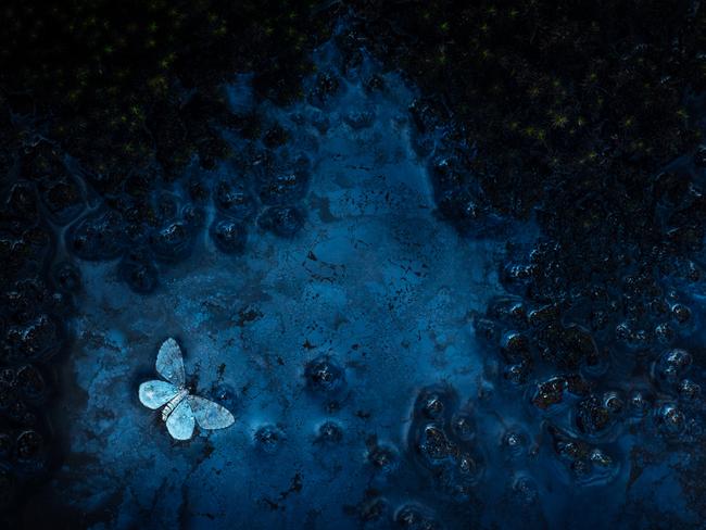 This image was captured in Rondane National Park in Norway and depicts a dead moth lying on the surface of a bacterial film. With its painting-like qualities, it won the small world category. Picture: Florian Smit/Nature TTL