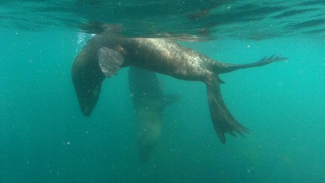 Narooma Charters owner Nick Ingersole runs tours to nearby Montague Island, home to colonies of Australian and New Zealand Fur Seals. Picture: Toby Zerna