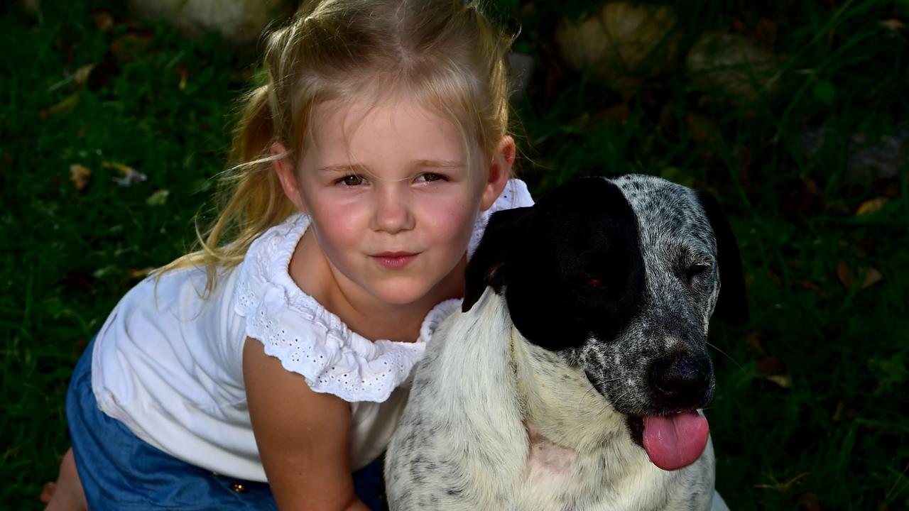 Family dogs attacked in Rasmussen, one killed one injured | Townsville ...