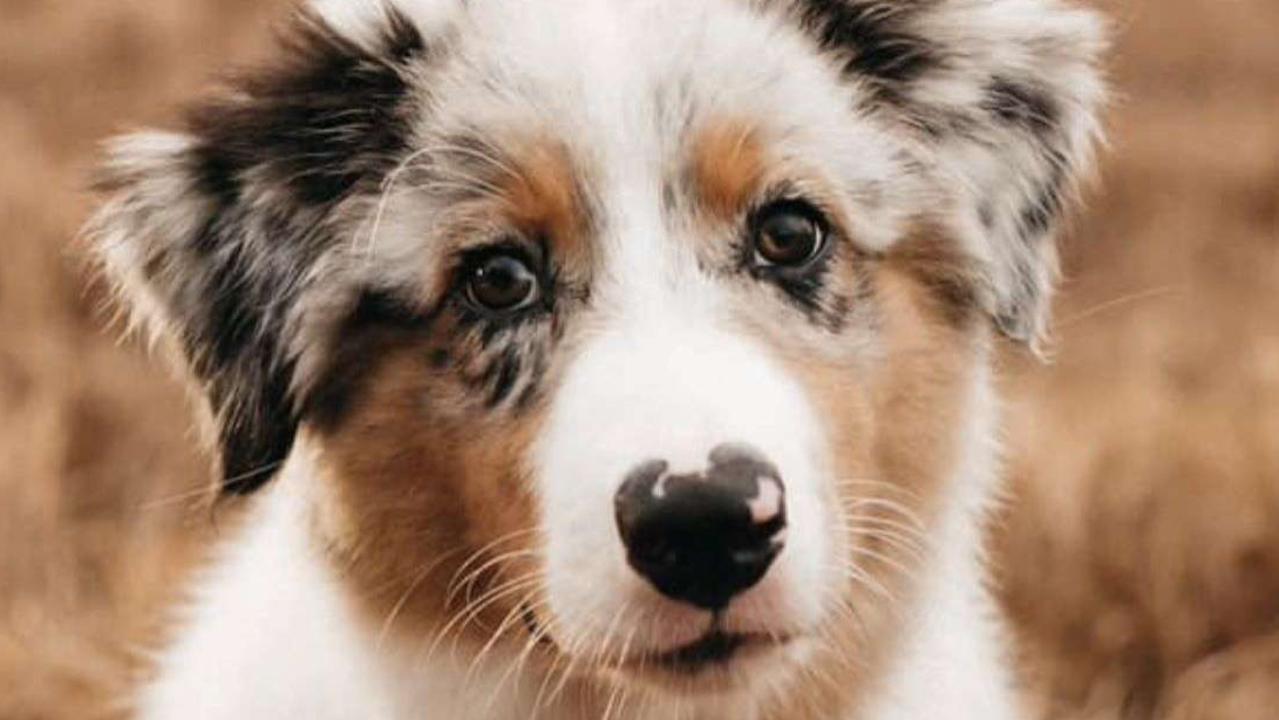 Australian Shepherd, Ragnar, has been voted FNQ's cutest dog for 2024 by Cairns Post readers. Photo: Supplied.