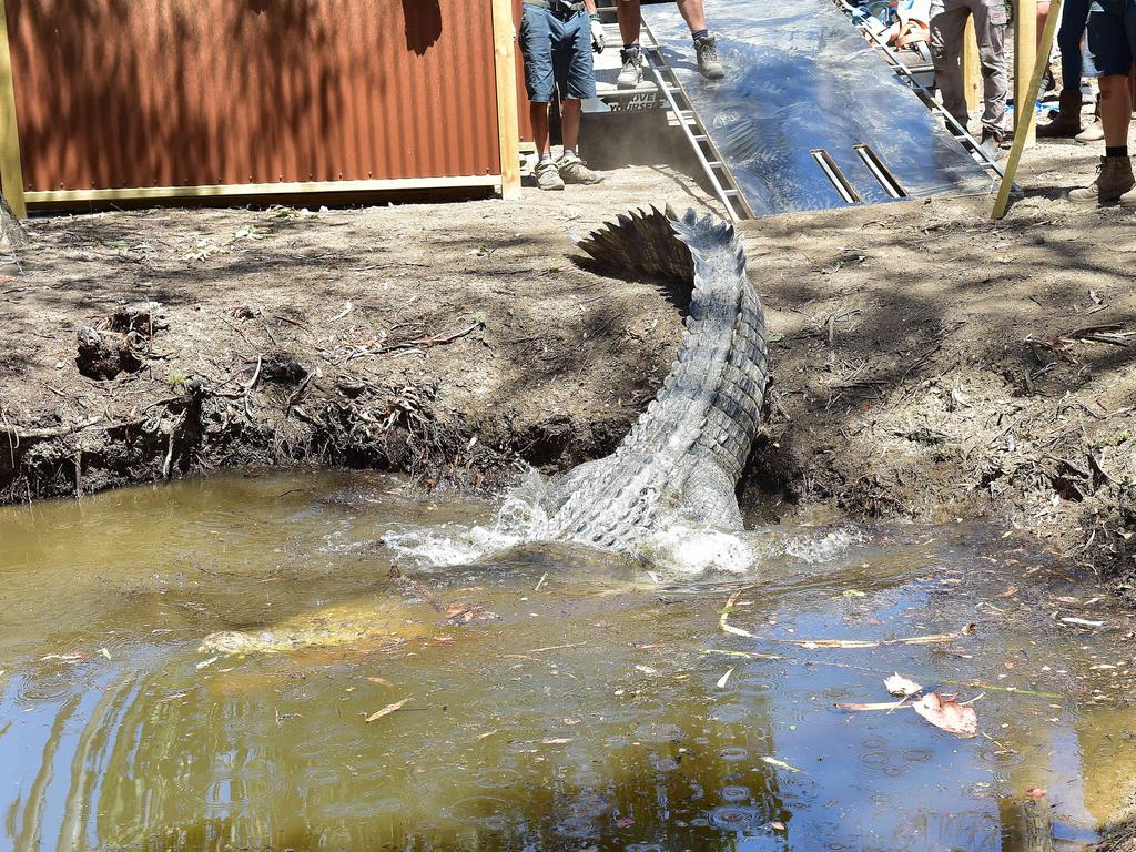 Billabong Sanctuary's new croc Krakatoa arrives to his new home. Picture: Shae Beplate.