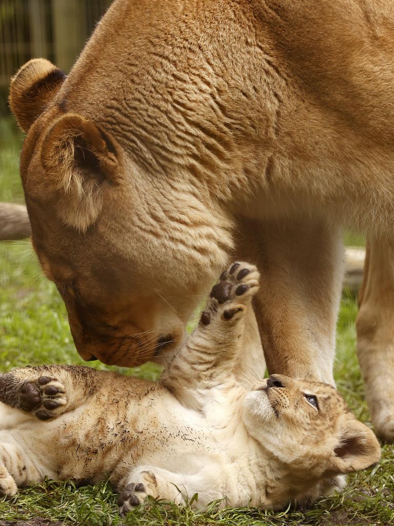 7 week-old Lion cub Roc with mum Chitwa at the Mogo Wildlife Park. Picture: Jonathan Ng