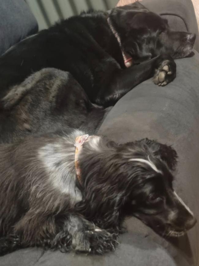 Evie and Waffie. Picture: Supplied.