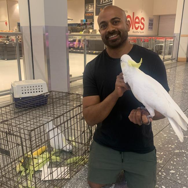 Eventually the local wildlife rescuer and director of Feathered Friends’ plan to win over Mickey succeeded and he safely removed him from the store. Picture: Macarthur Square