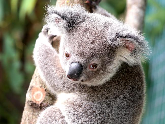 Matilda, the koala joeys were rescued from the floods, Queensland Koala Society Chandler, Monday 14th March 2022 - Photo Steve Pohlner