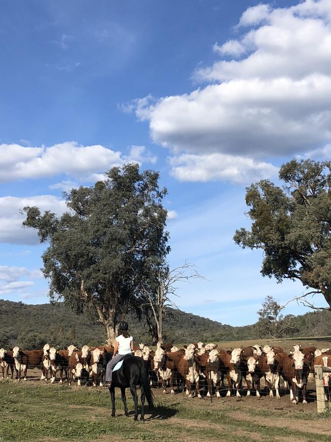 Imogen Wragge checking cows on Woomargama Station.