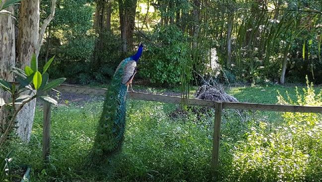 The lone male peacock on a property in Nerang