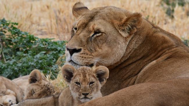 Pride of the Monarto Safari Park. Picture: Geoff Brooks.