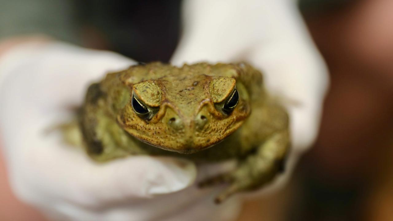 Cane Toad Research Paper