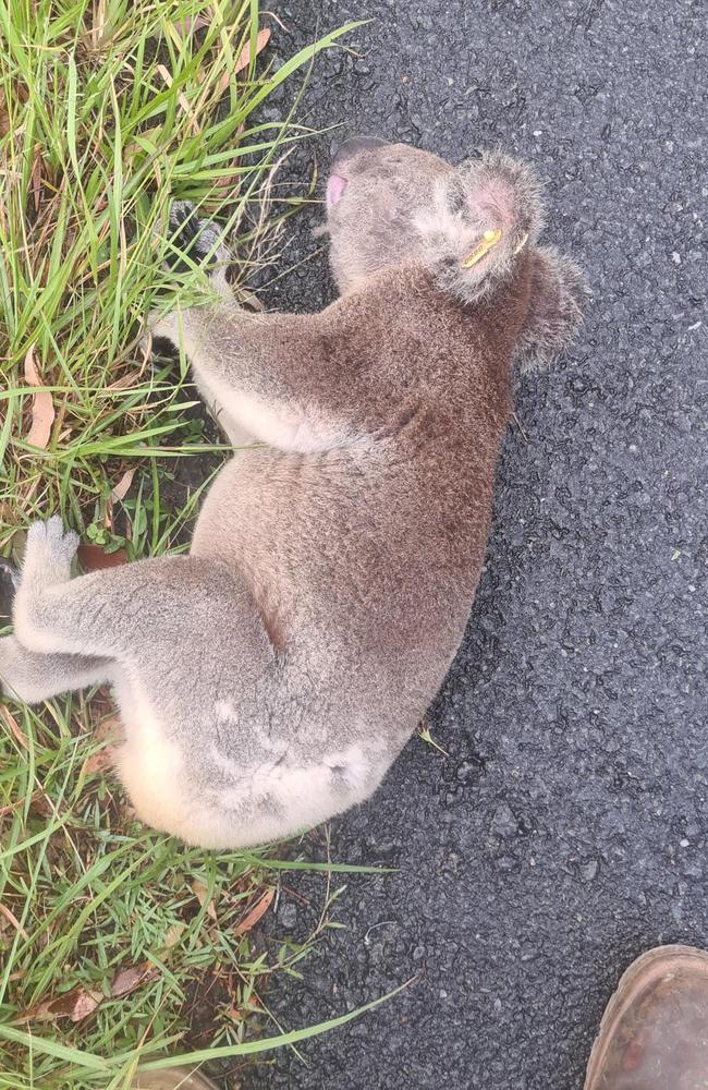 Microsoft the Koala was hit by a car but survived. Picture: Moreton Bay Koala Rescue Facebook