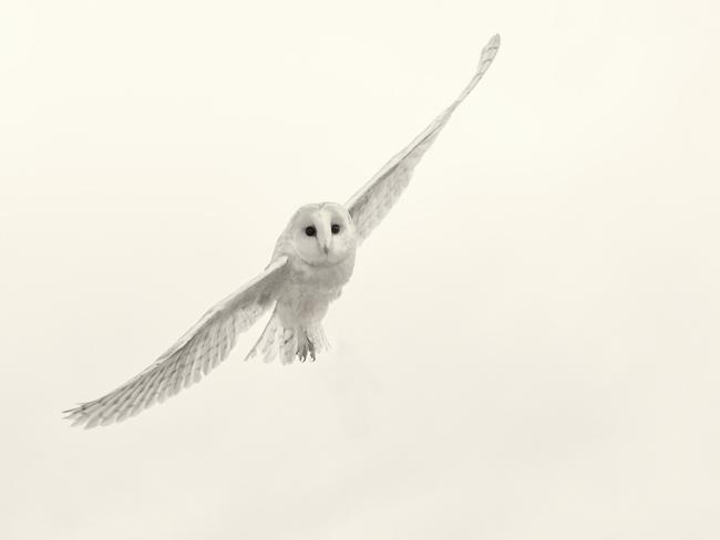 An intimate dusk encounter with a barn owl deepens a lifelong fascination for photographer Beth Moon, with its silent flight and ghostly appearance inspiring awe and a deeper connection to these majestic birds of prey. Picture: Beth Moon/Vital Impacts