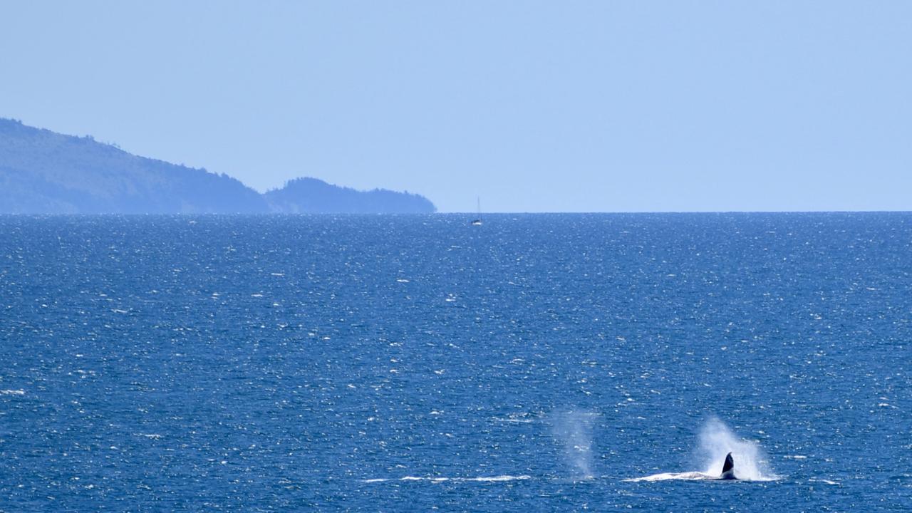 Whales breaching off the Mackay coast as they swam past Lamberts Lookout on Sunday. Picture: Rae Wilson