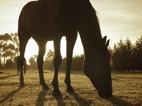 \ / Picture: Supplied Agriculture Victoria