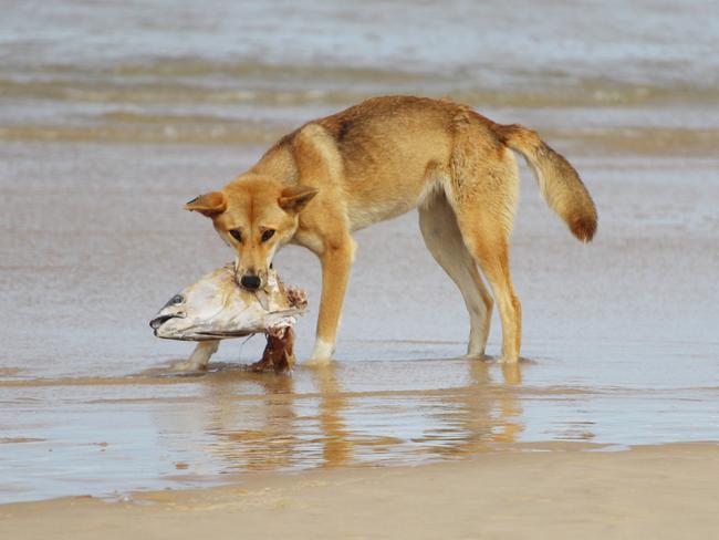 A dingo feeds on a fish on Fraser Island. Pic Supplied