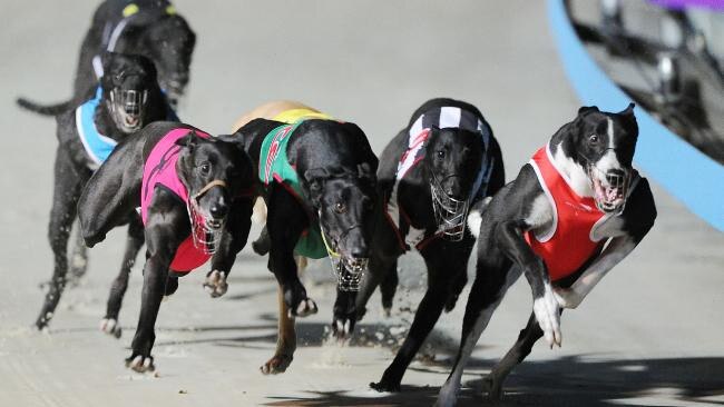 For all Baird’s moralising about the dogs, they will still be racing in Queensland and Victoria. So was it really worth all this political pain?