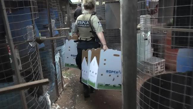 An RSPCA prepares to remove some of the roosters from the compound yesterday.