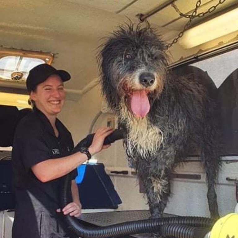 Toowoomba business Hounds on Herries staff member Emma Fearby helps pamper homeless pets at part of National Homelessness Week. Picture: Hounds on Herries.