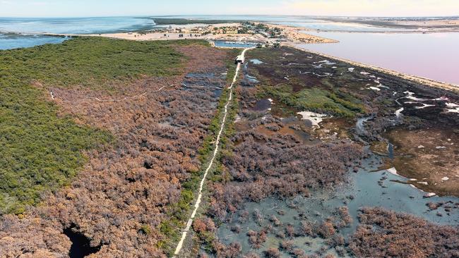 Dying mangroves at St Kilda, north of Adelaide. Picture: Alex Mausolf