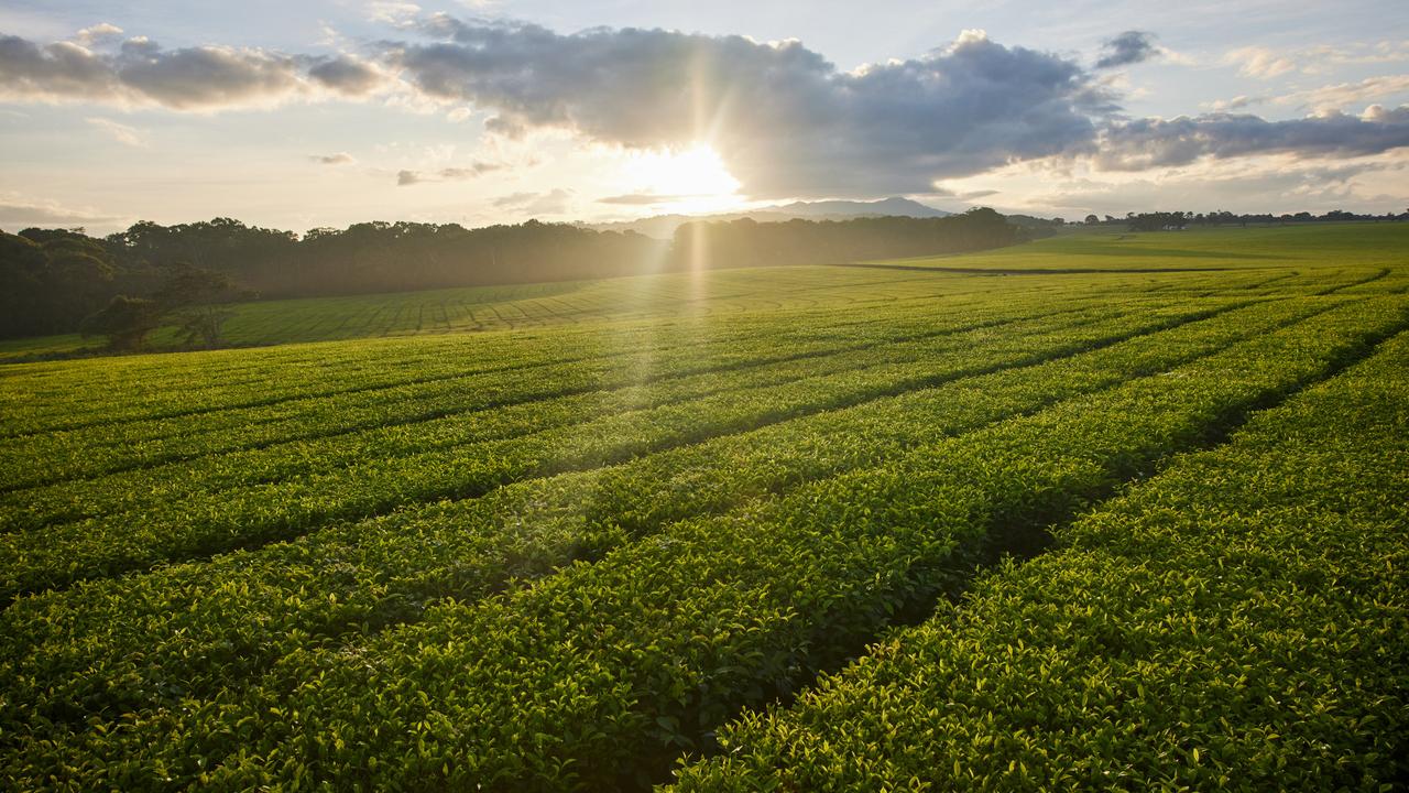 Sun on the Nerada Tea plantation on the Atherton Tablelands in Far North Queensland.