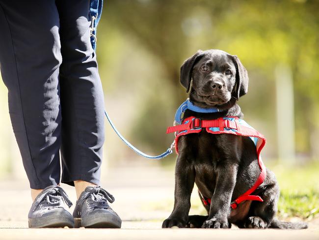 The pup is undergoing a training program to be an assistance dog in the future for disabled people. Picture: Sam Ruttyn