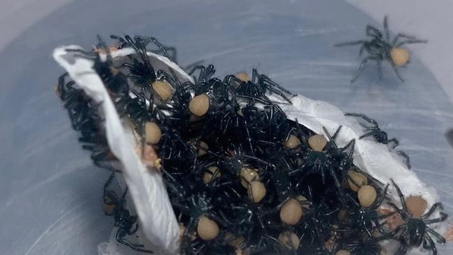 Hundreds of deadly Funnel-web spiders emerging from egg sac at the Australian Reptile Park. Picture: Supplied