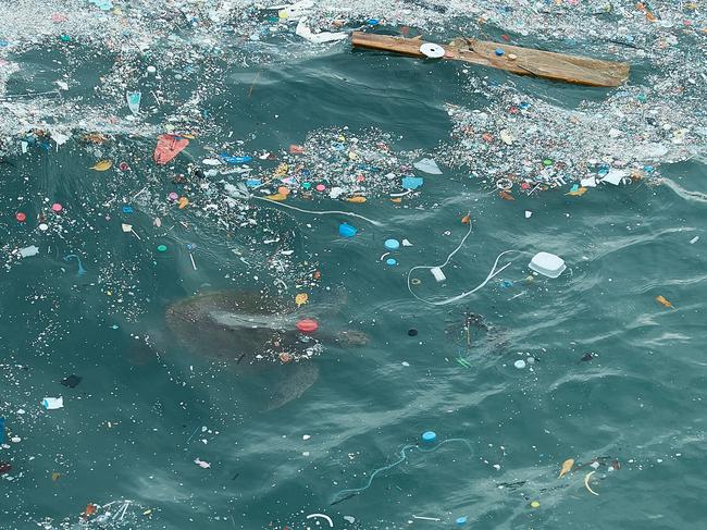 A turtle swimming in a polluted sea, with plastic waste and various debris. Picture: Supplied