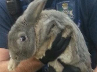 Rabbit owners tried to convince police officers their illegal pet was a guinea pig. Source: Queensland Police Service Facebook