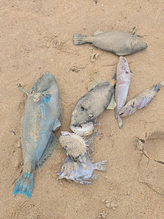 A sludge-coloured foam and several dead fish have been sighted on the beaches of Waitpinga Point to Victor Harbor. Picture: Facebook