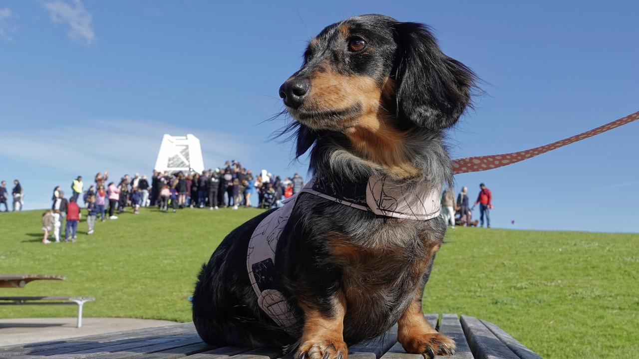 The last record was held by a group of beagles but now dachshunds are the top dog. Picture: NCA NewsWire / Valeriu Campan