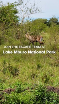 Join the Escape team at Lake Mburo National Park