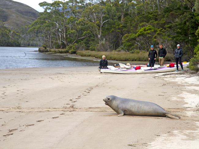 Roaring 40's Kayaking: Australian fur seal and kayakers in Port Davey in Tasmania's South West Wilderness