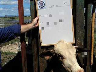 EVIDENCE: A cow stolen from Lawrence. Picture: NSW Police