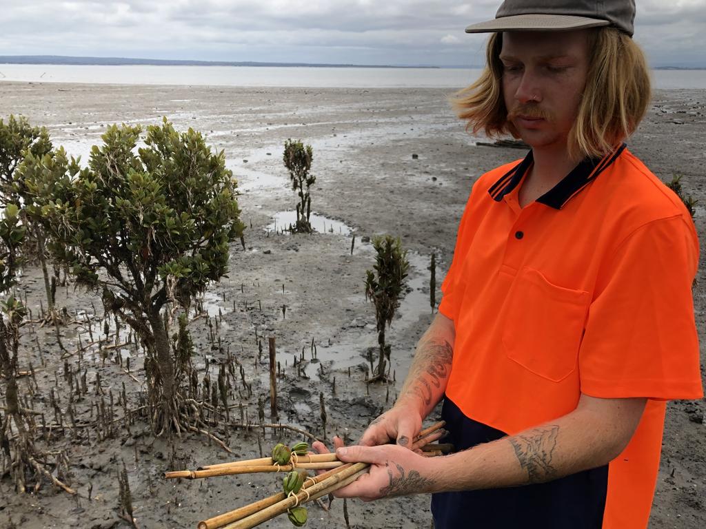 Bass Coast Landcare staff seeding a mangrove restoration site in Western Port, Victoria. Picture: Bass Coast Landcare Network