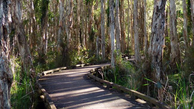 The Boardwalk at Coombabah Lakelands Picture Donna Mroz Turcic