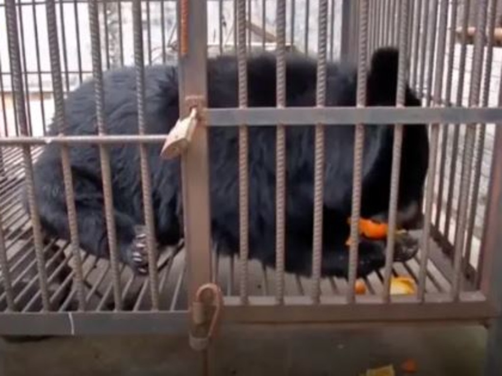 A woman in Yunnan Province, China, thought she was buying a Tibetan mastiff puppy, but the animal would not stop growing thanks to its ravenous appetite.