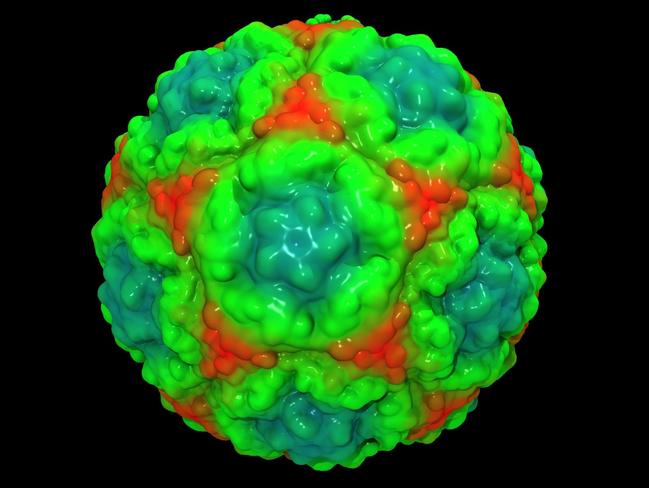 This little critter is the rhinovirus, which causes the common cold.