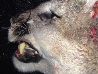 Hunter’s strange kill baffles biologists