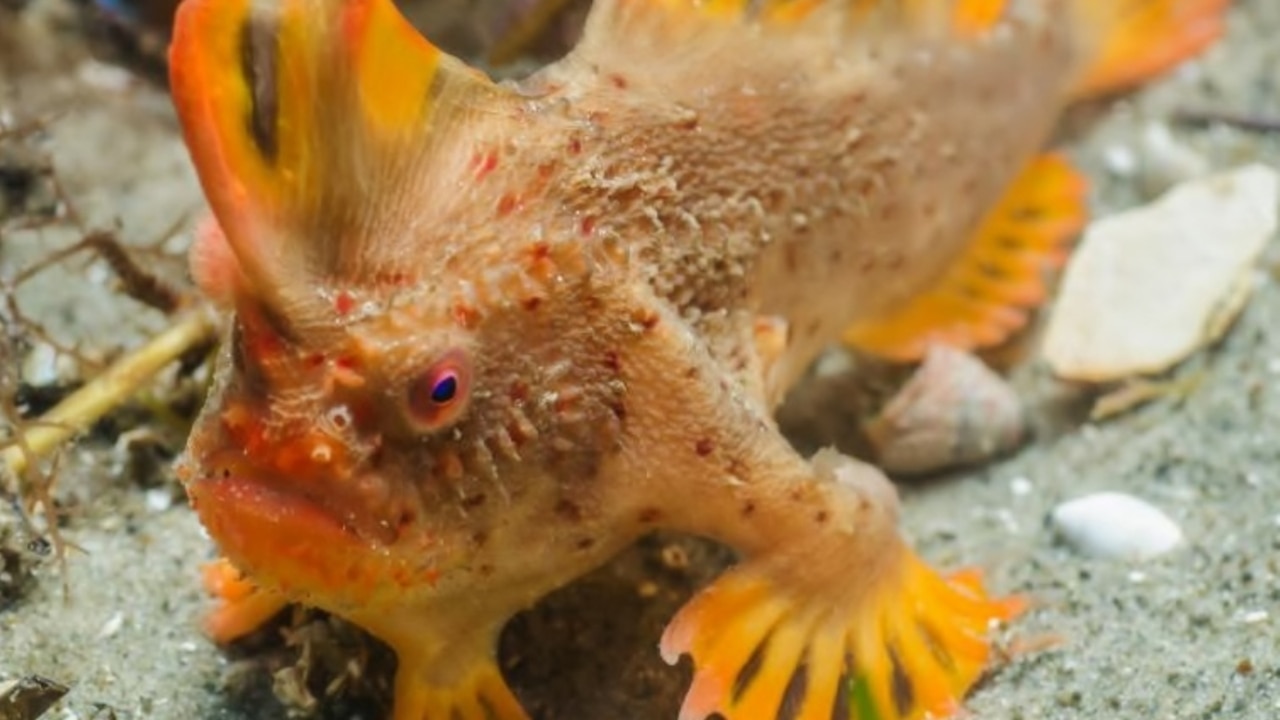 Campaign launched to save Tasmanian handfish