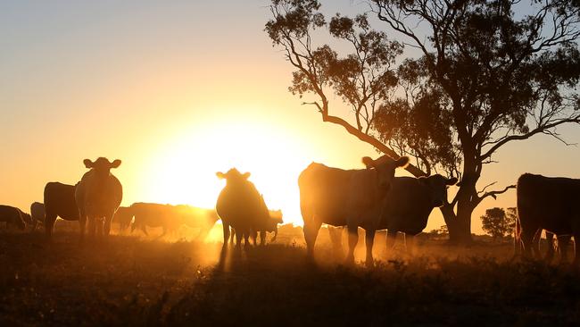 murray grey cattle