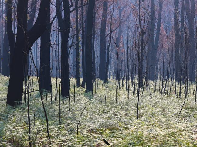 **FILE IMAGE** Regrowth is seen near Tambo Crossing beside the Great Alpine road in the Victorian high country, Saturday, January 25, 2020. The Great Alpine road has been reopened after recent bushfires caused major damage with burnt fallen trees and land slides blocking the road. (AAP Image/David Crosling) NO ARCHIVING