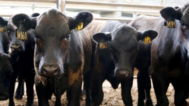 Prices were up by 10c/kg at the recent Leongatha store cattle sale. Photo by Chloe Smith.