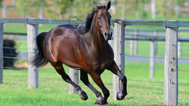 Life away from the racetrack: Winx having a run at her new home.