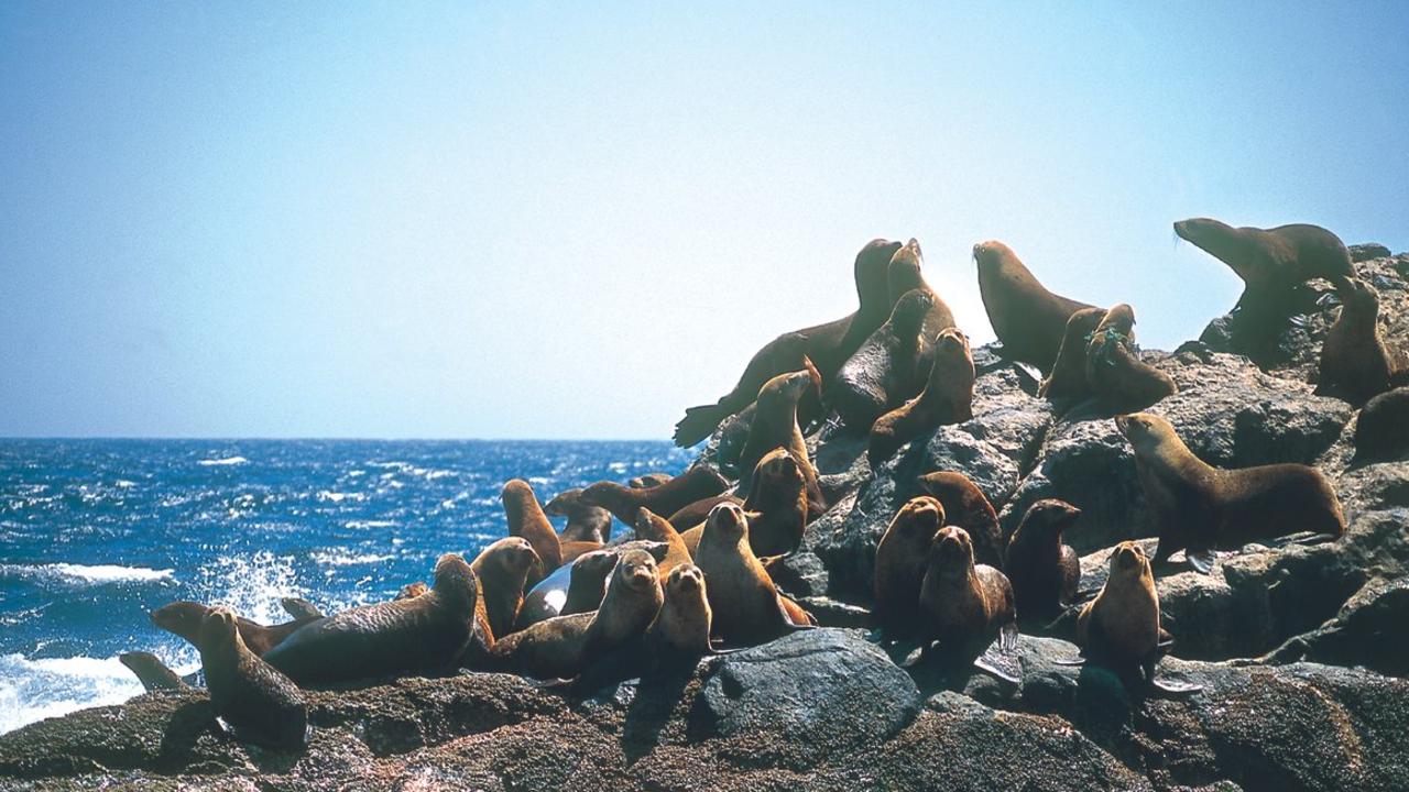 Montague Island is home to a few hundred friendly seals, who love to join you for a swim. Picture: Eurobodalla Shire.