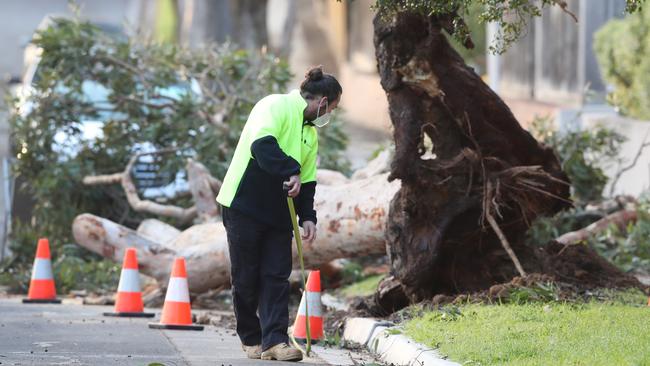 A large tree on Hawthorn Rd, Blackburn South where a young child was killed in wild weather in Melbourne. Picture: David Crosling