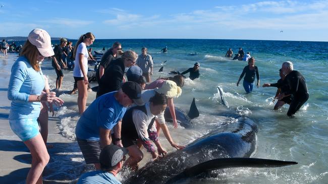 Huge rescue effort to save more than 200 pilot whales from being stranded on a WA beach. Photo: Mick Marlin