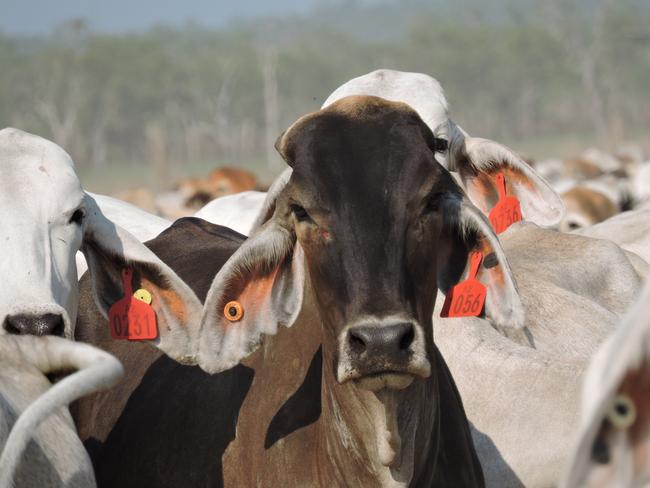 The live cattle trade has started well for exporters in Darwin with ships sailing regularly to Indonesia.